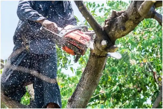 tree services Ballard